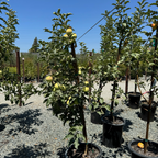 Pink Lady Apple trees with fruits in a nursery setting