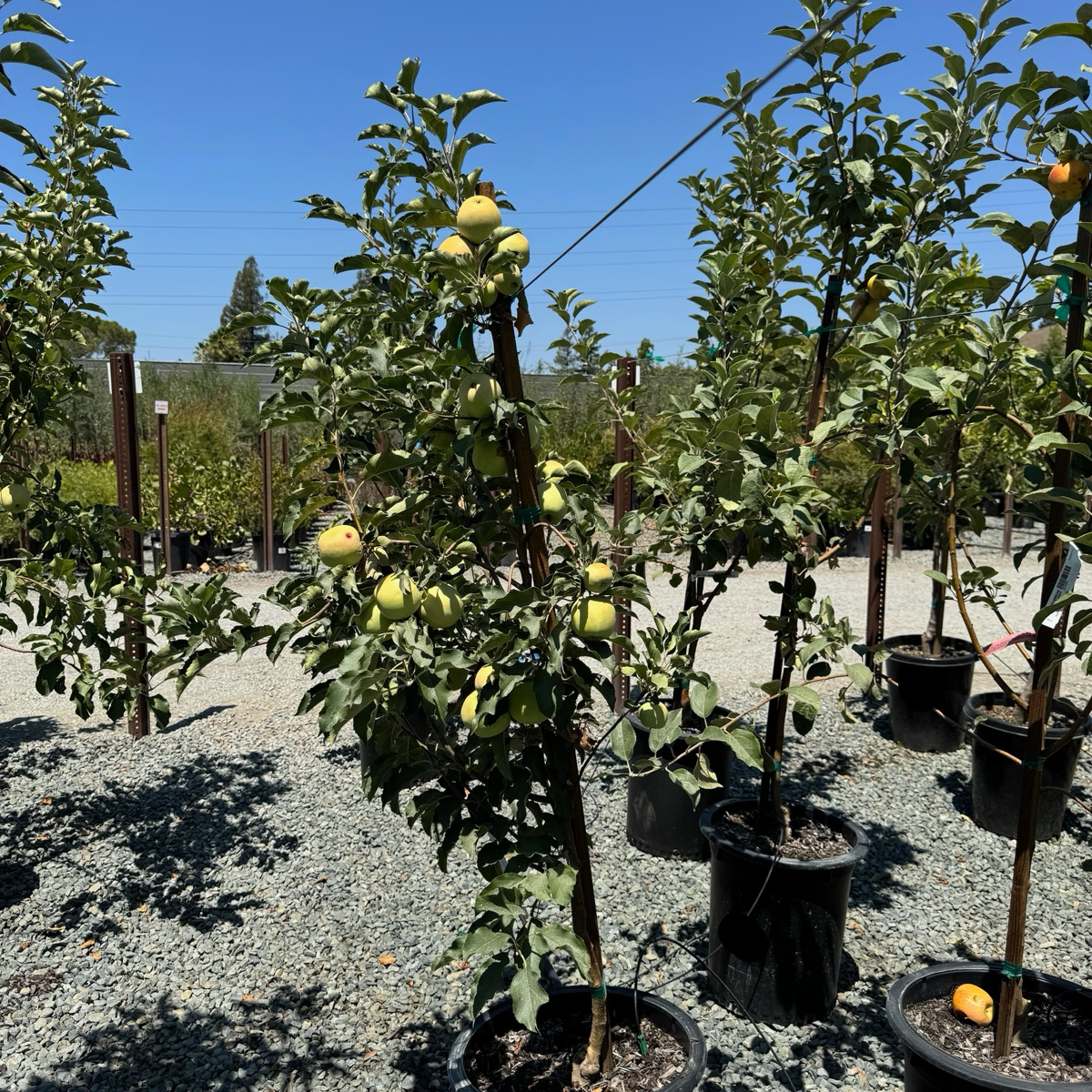 Pink Lady Apple trees with fruits in a nursery setting