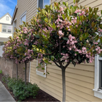 Pink Lady Indian Hawthorn