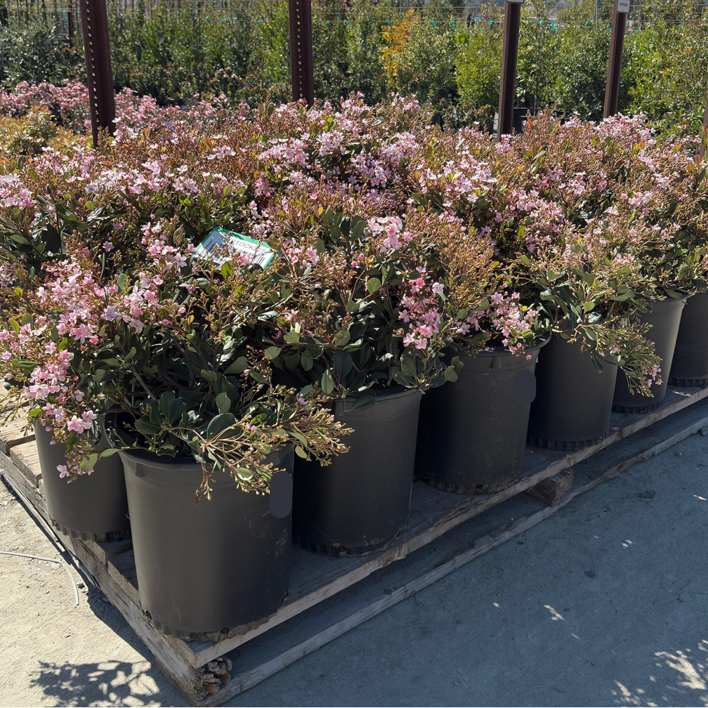 Pink Lady Indian Hawthorn