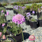 Pink Mist Pincushion Flower