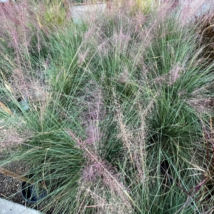 Pink Muhly Grass swaying in the wind with a blurred background