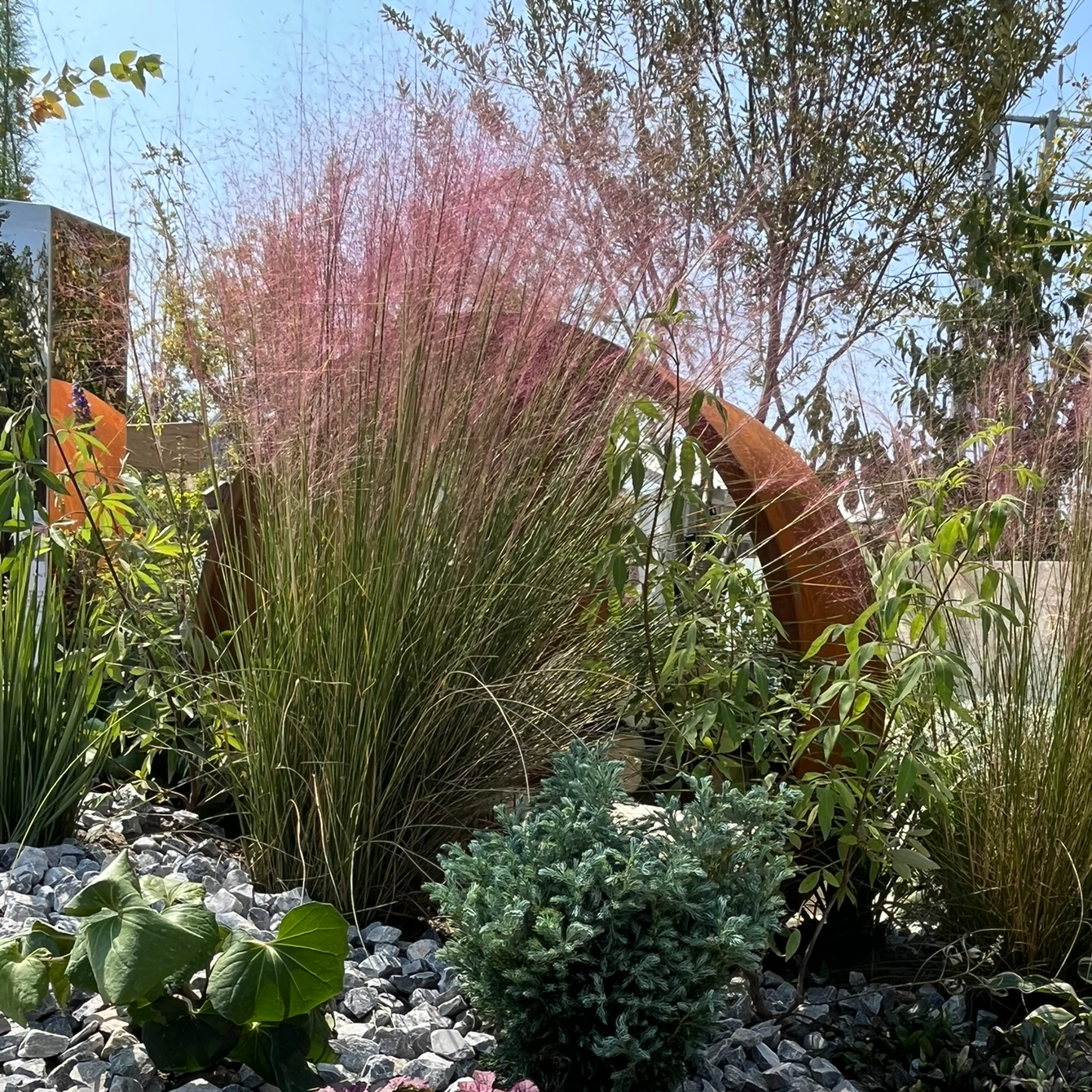 Garden scene with decorative metal arch and Pink Muhly Grassunder a clear blue sky.