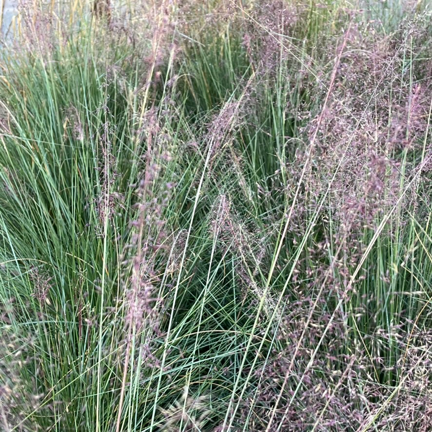 Pink Muhly Grass swaying in a field with a blurred background
