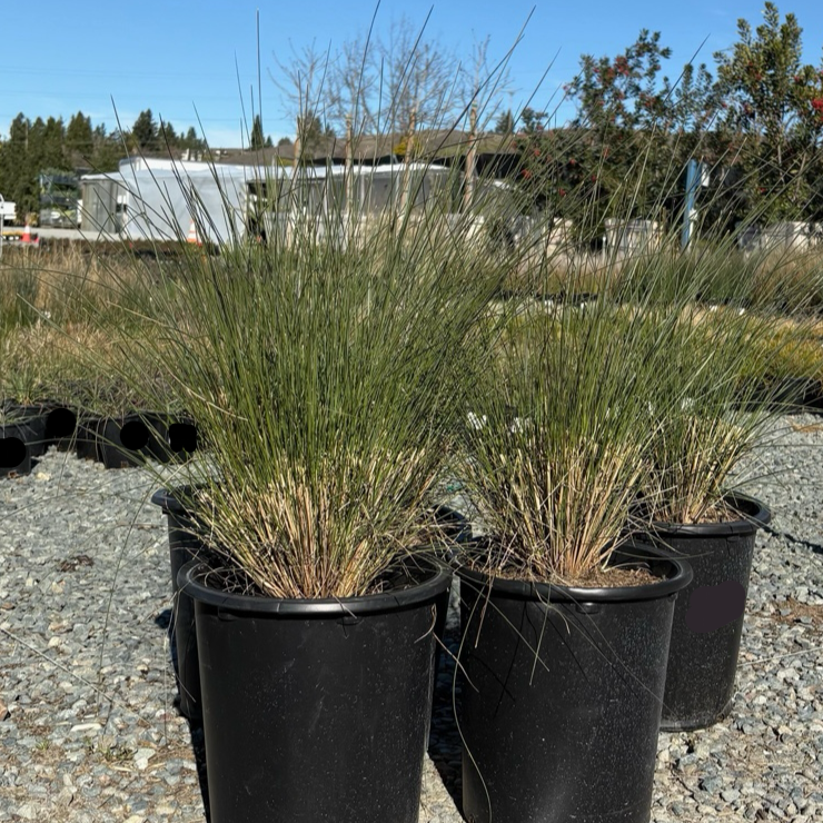 Pink Muhly Grass n black pots on a gravel surface with a building and trees in the background.