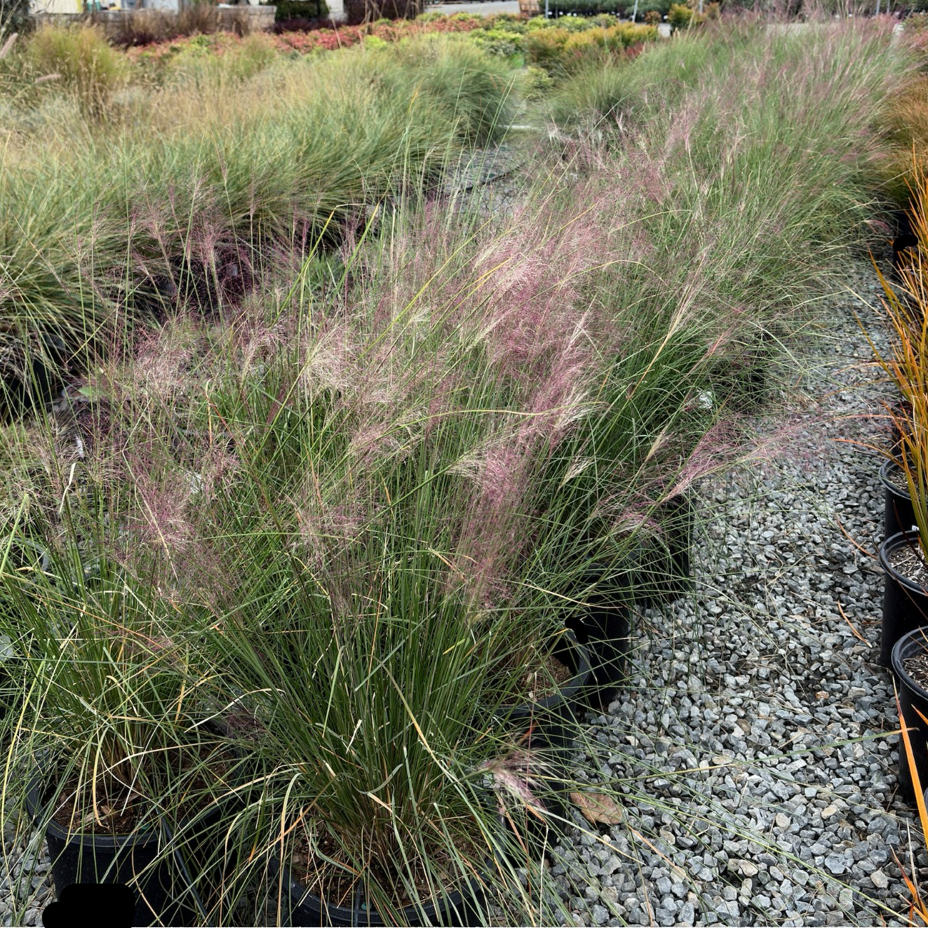 Pink Muhly Grass in a garden setting with gravel path