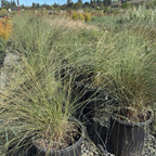 Pink Muhly Grass