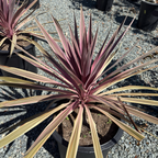 Pink Passion Grass Palm