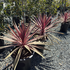 Pink Passion Grass Palm