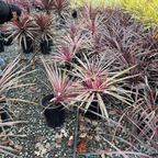 Pink Passion Grass Palm