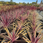 Pink Passion Grass Palm
