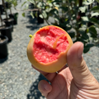 Pink Pearl Apple
