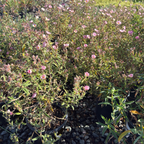 Pink Rockrose 