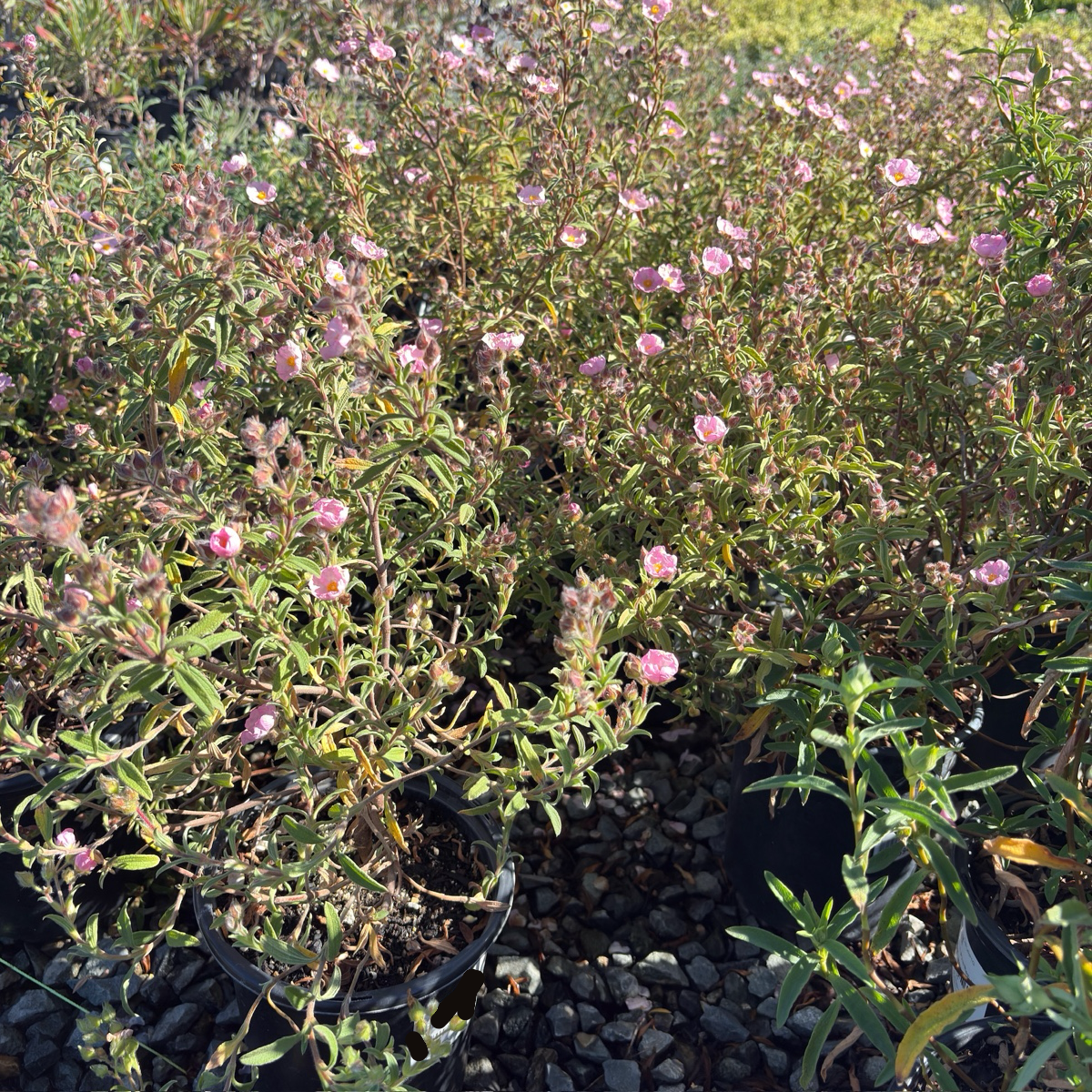 Pink Rockrose 