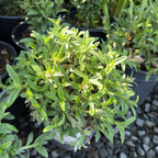 Pink Rockrose