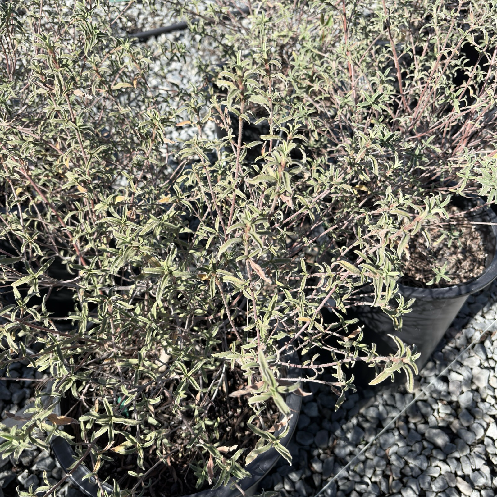 Pink Rockrose
