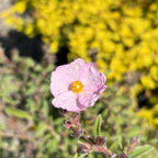 Pink Rockrose