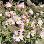 Pink Rockrose