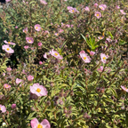 Pink Rockrose
