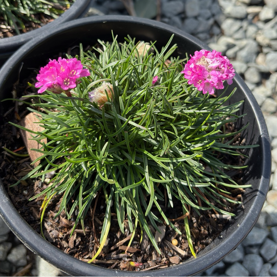 Small potted Pink Sea Thrift with pink flowers and green leaves on a gravel background