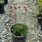 Potted Pink Sea Thrift plant with pink flowers on a gravel path