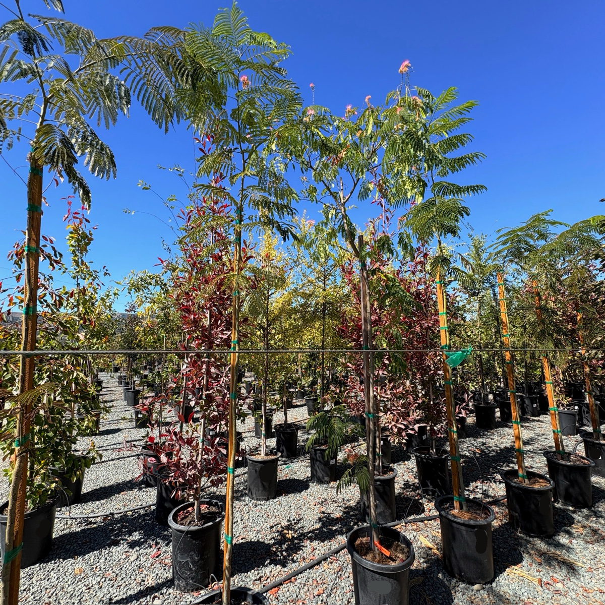 Pink Silk Tree