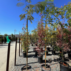 Pink Silk Tree