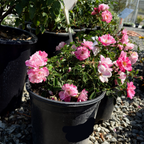 Potted Pink Splash Carpet Rosa plants with pink flowers in a garden setting