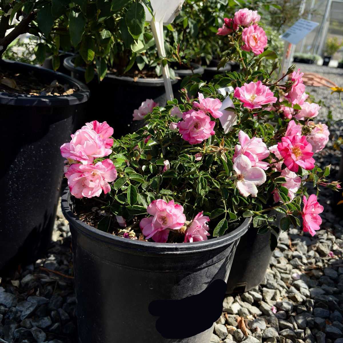 Potted Pink Splash Carpet Rosa plants with pink flowers in a garden setting