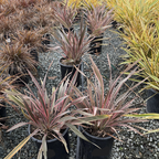 Pink Stripe New Zealand Flax