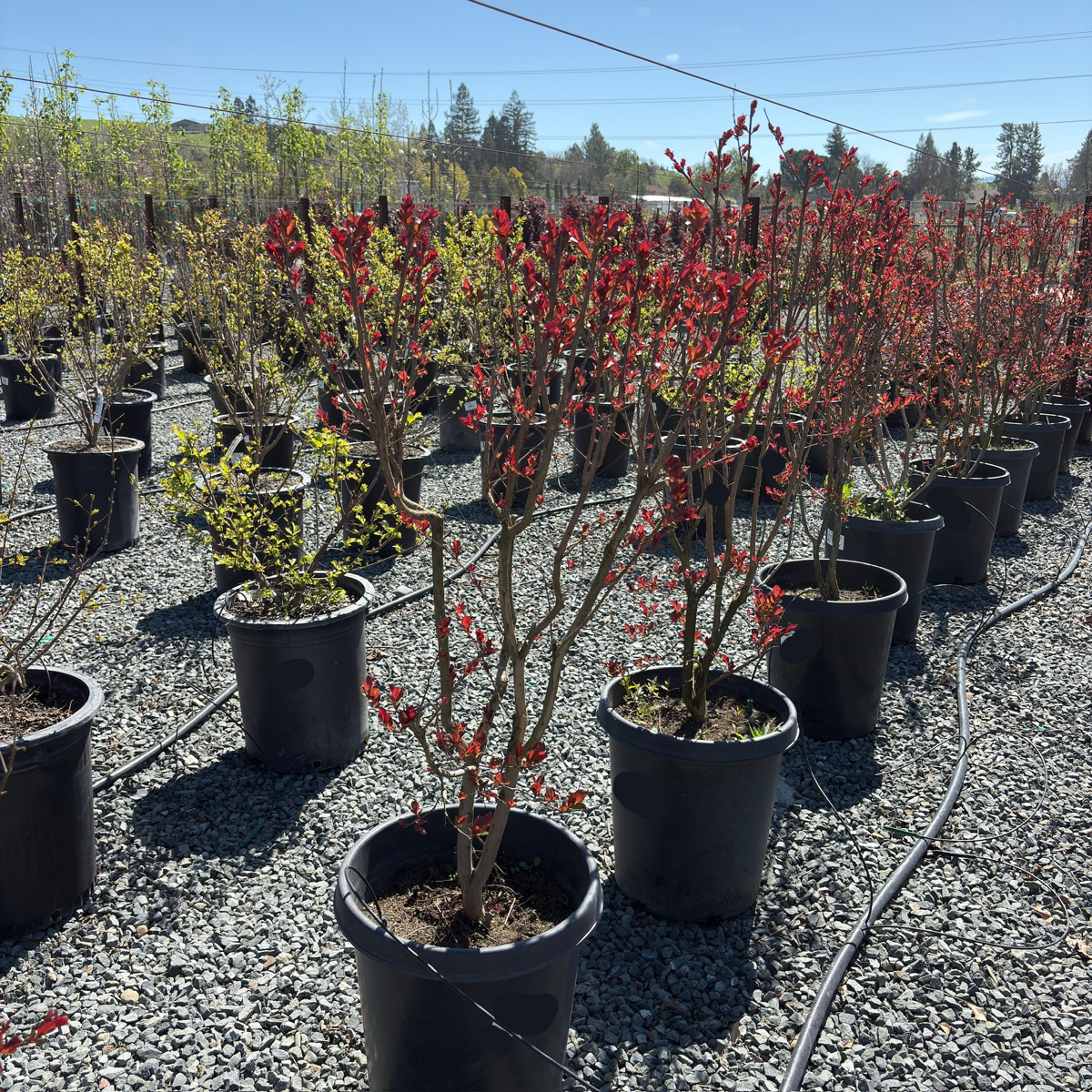 Pink Velour®️ Crape Myrtle