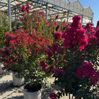 Pink Velour® Crape Myrtle