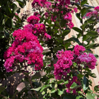 Pink Velour®️ Crape Myrtle