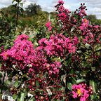 Pink Velour®️ Crape Myrtle