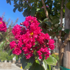 Pink Velour®️ Crape Myrtle