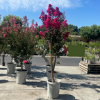 Pink Velour Crape Myrtle