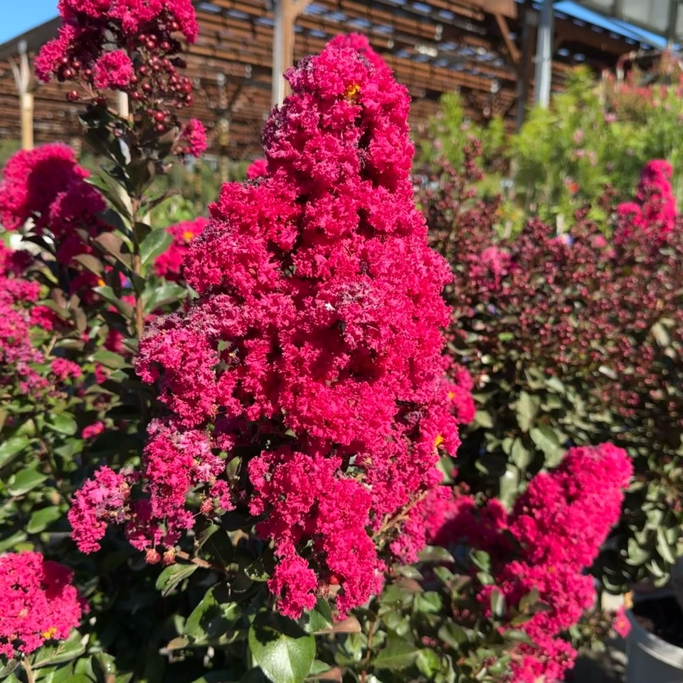 Pink Velour®️ Crape Myrtle