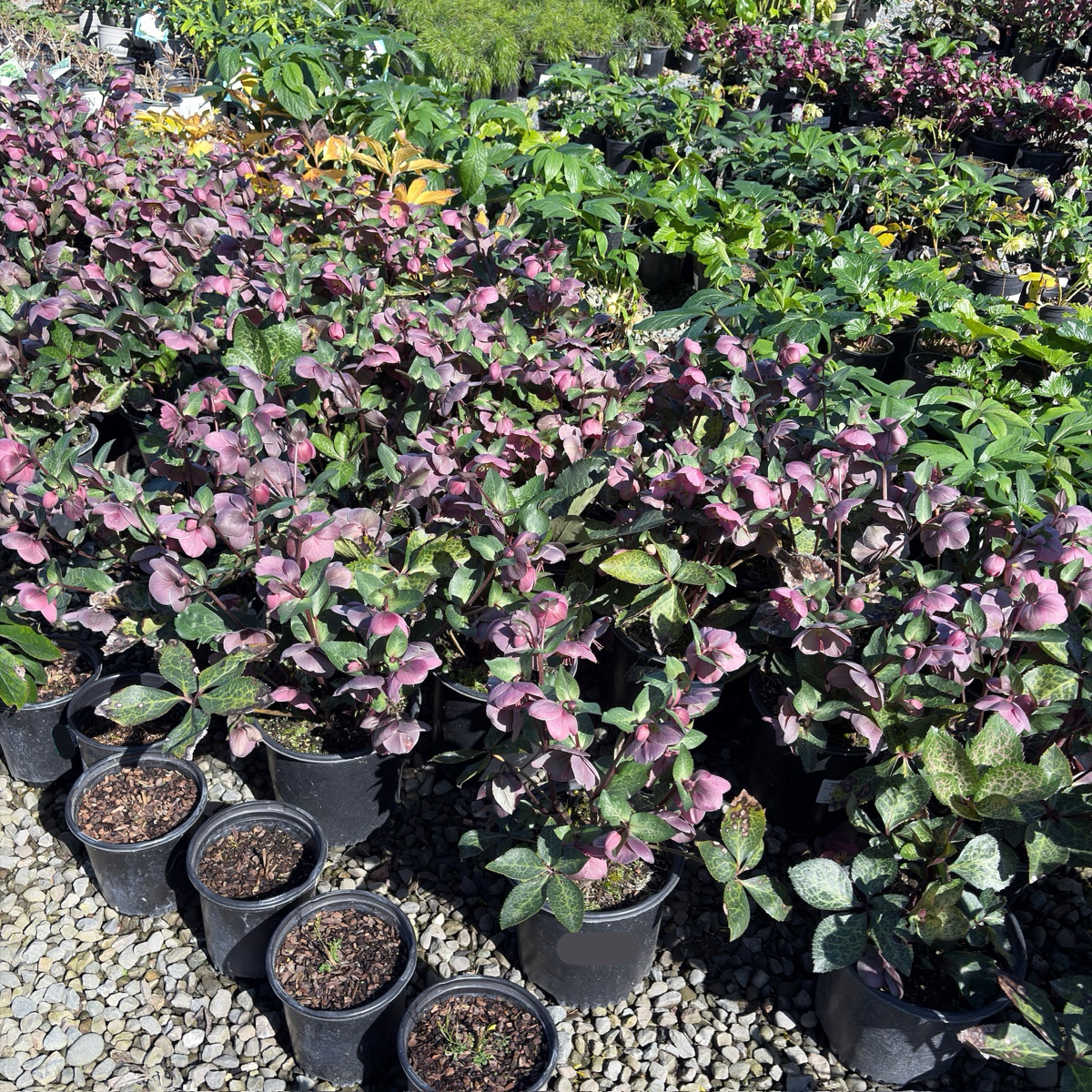 Pippa's Purple Hellebore