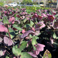 Pippa's Purple Hellebore