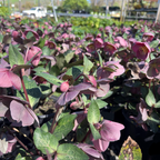 Pippa's Purple Hellebore