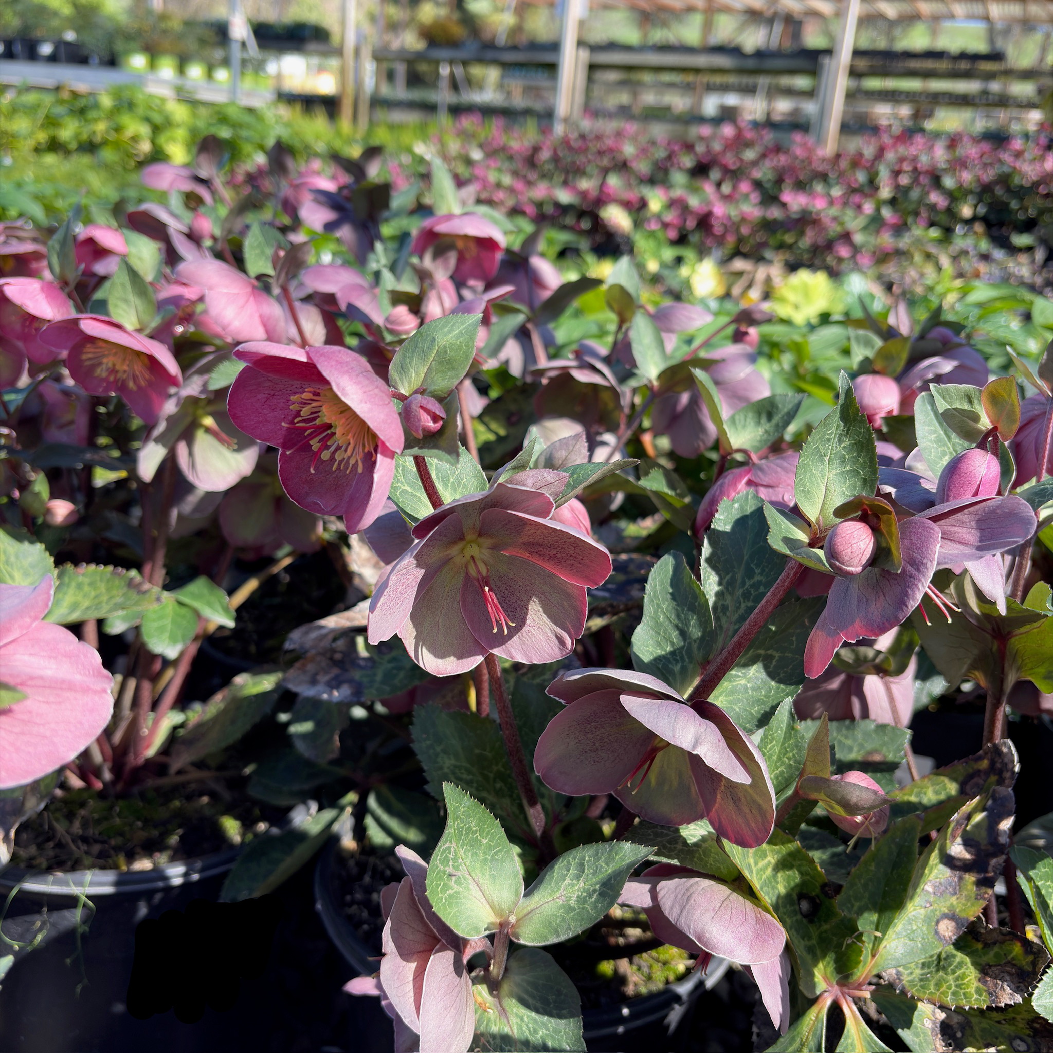 Pippa's Purple Hellebore