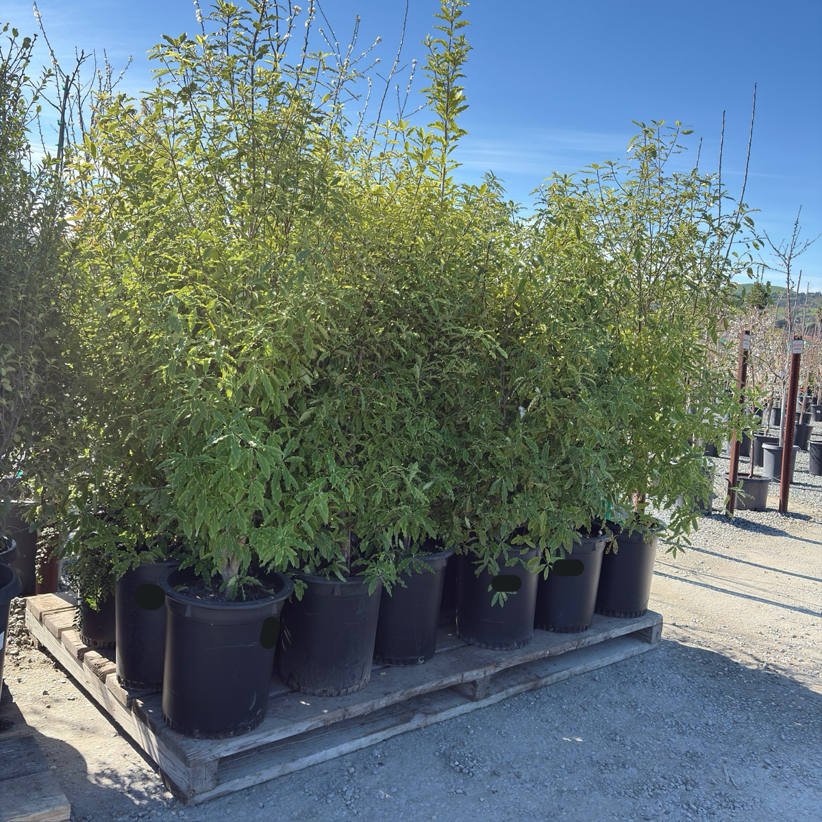 Pittosporum eugenioides