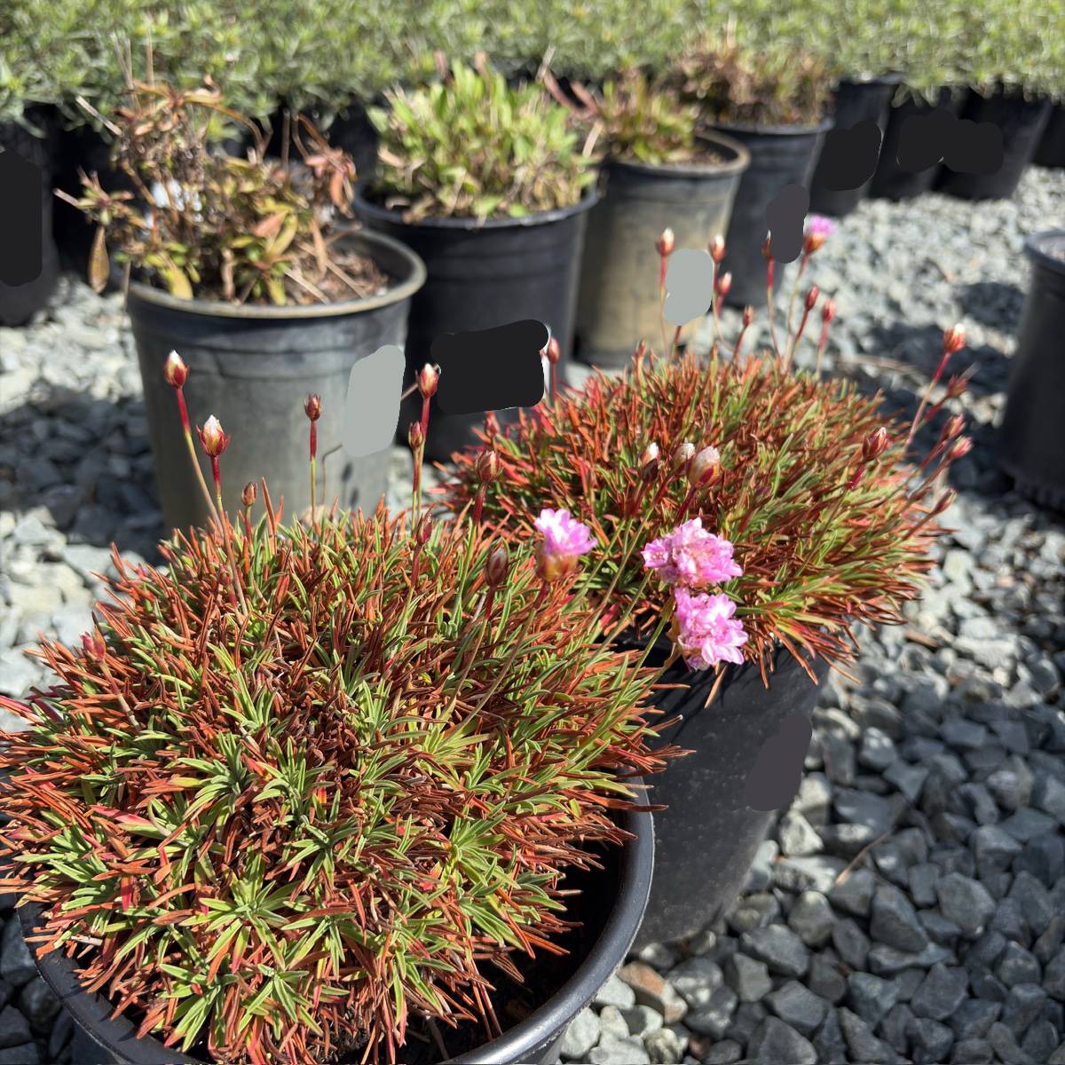 Plantain Thrift