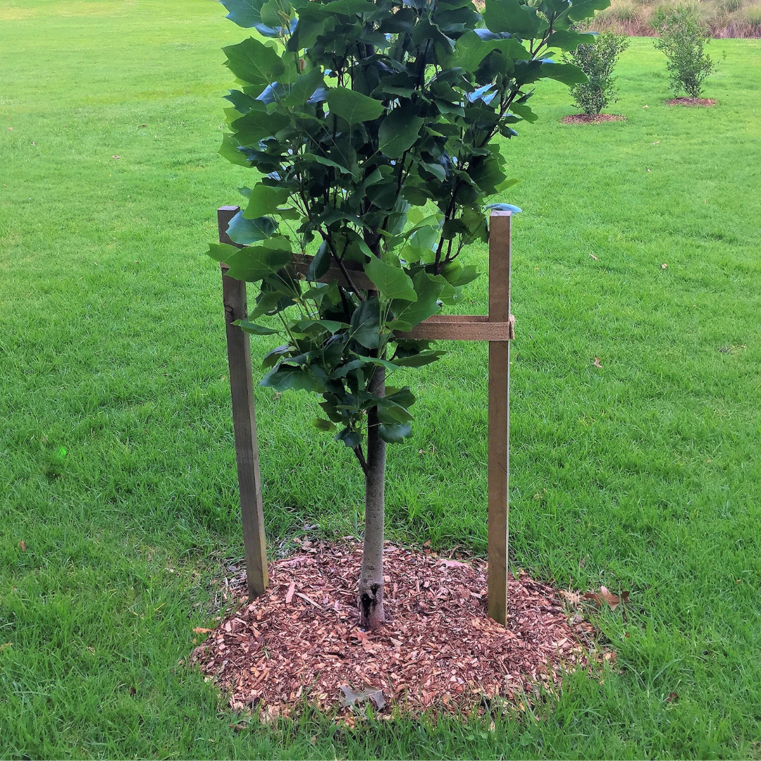 Young tree planted in a garden with mulch and wooden support stakes.