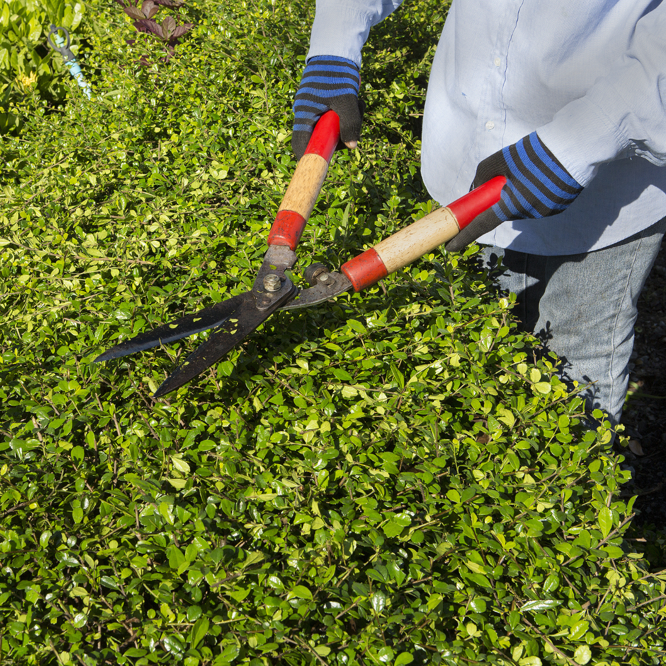 Person trimming a hedge with garden shears in a garden setting