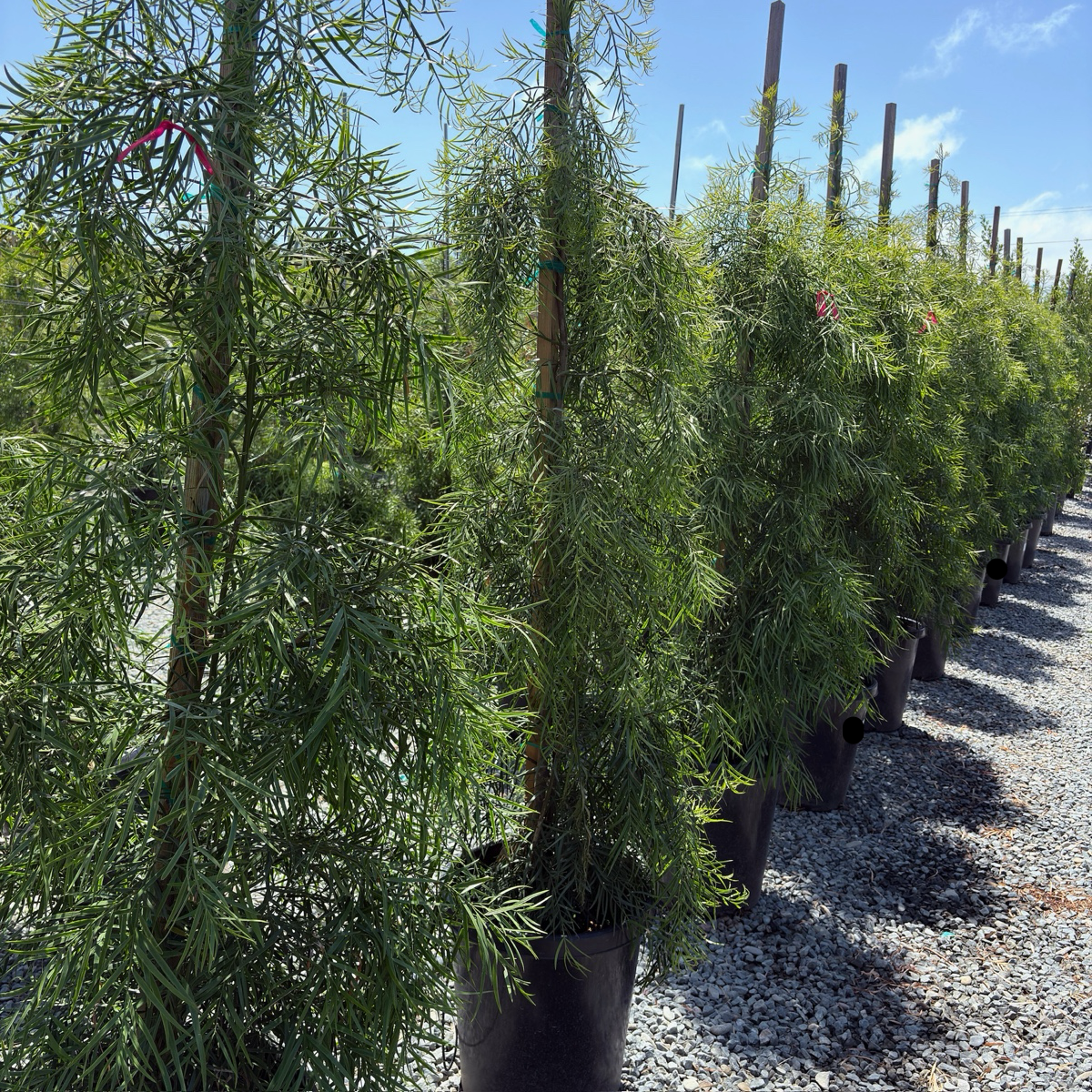 Podocarpus gracilior