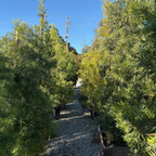 Podocarpus gracilior