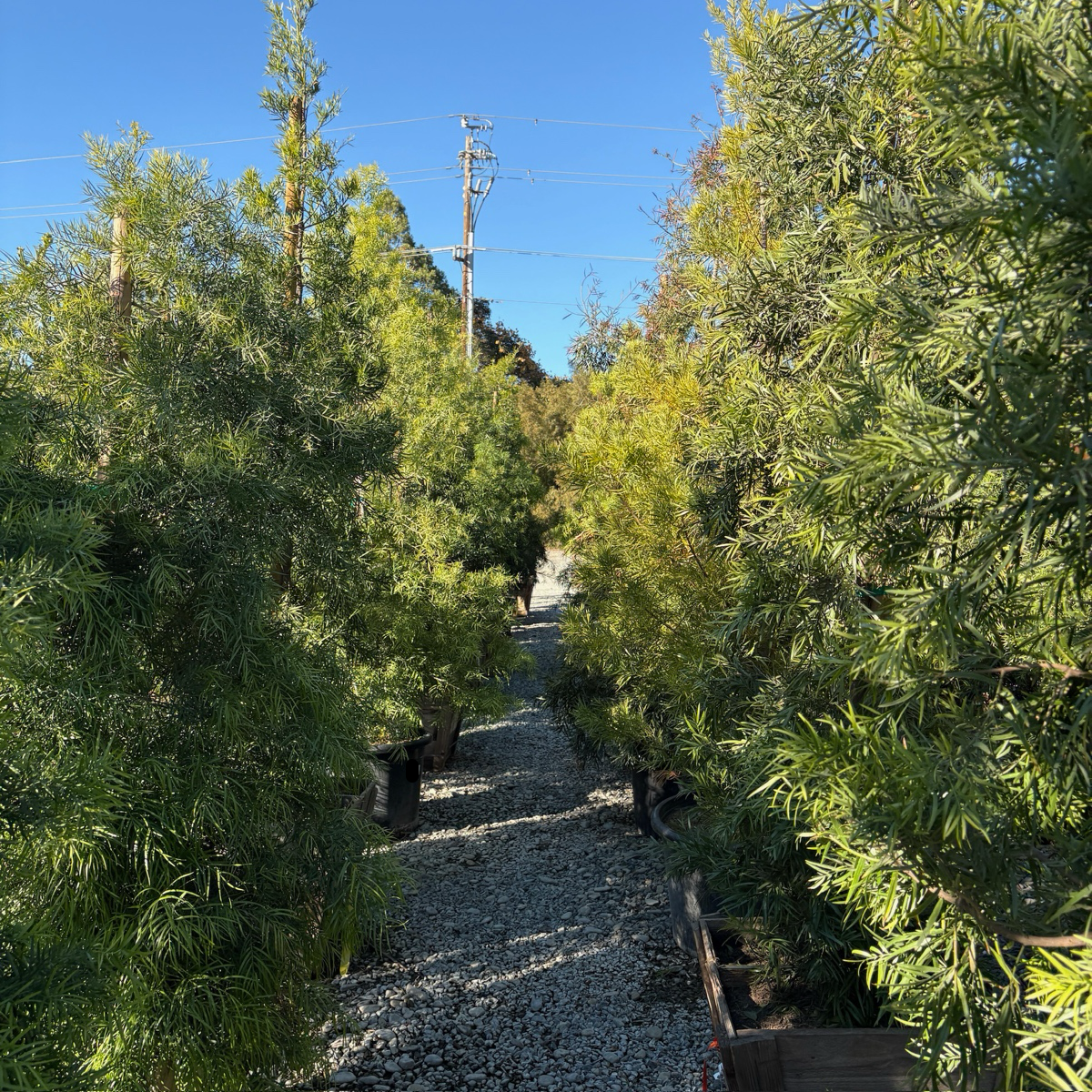 Podocarpus gracilior
