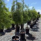 Podocarpus gracilior