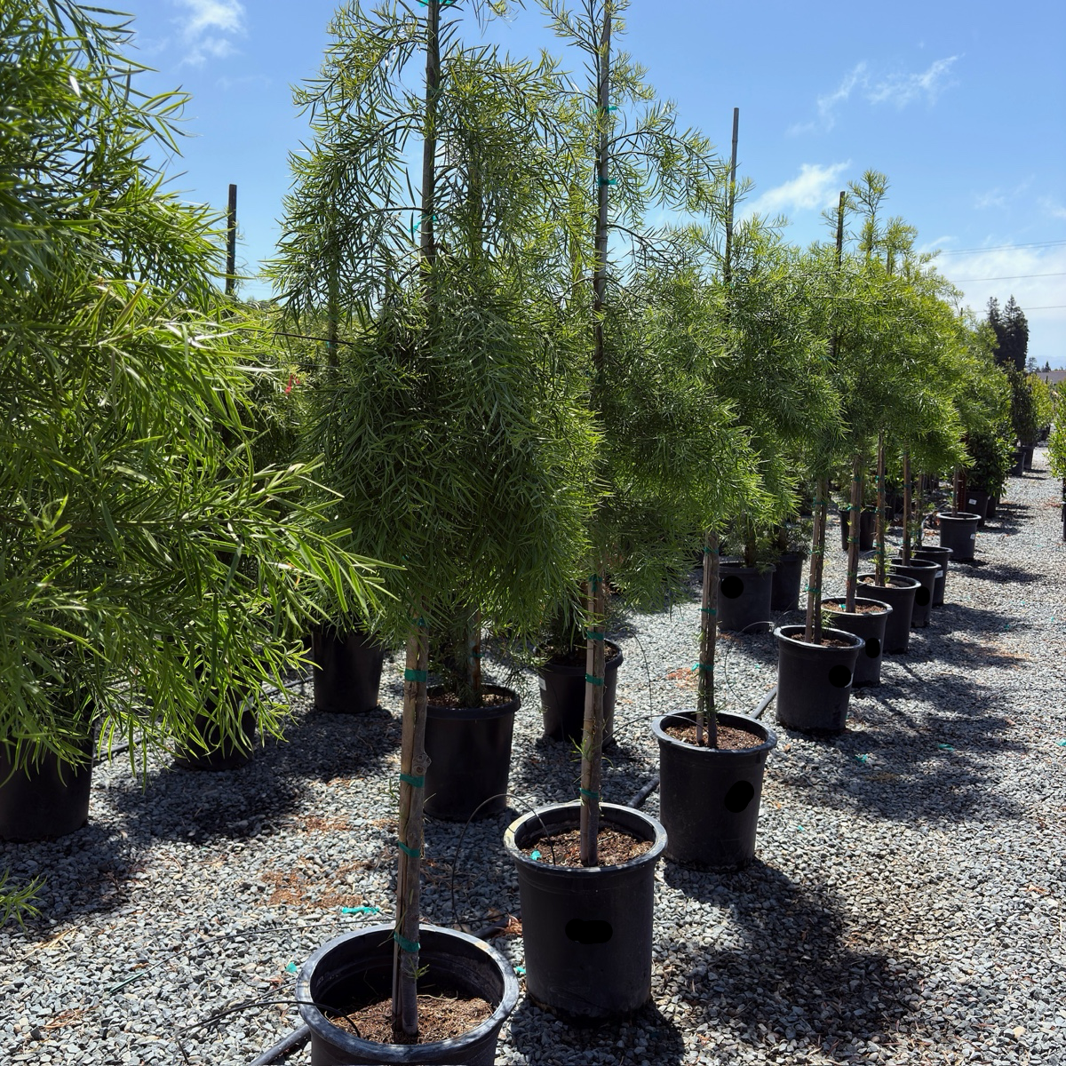 Podocarpus gracilior